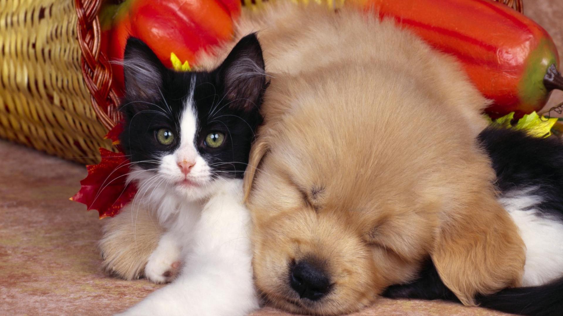 cat-and-dog-friendship