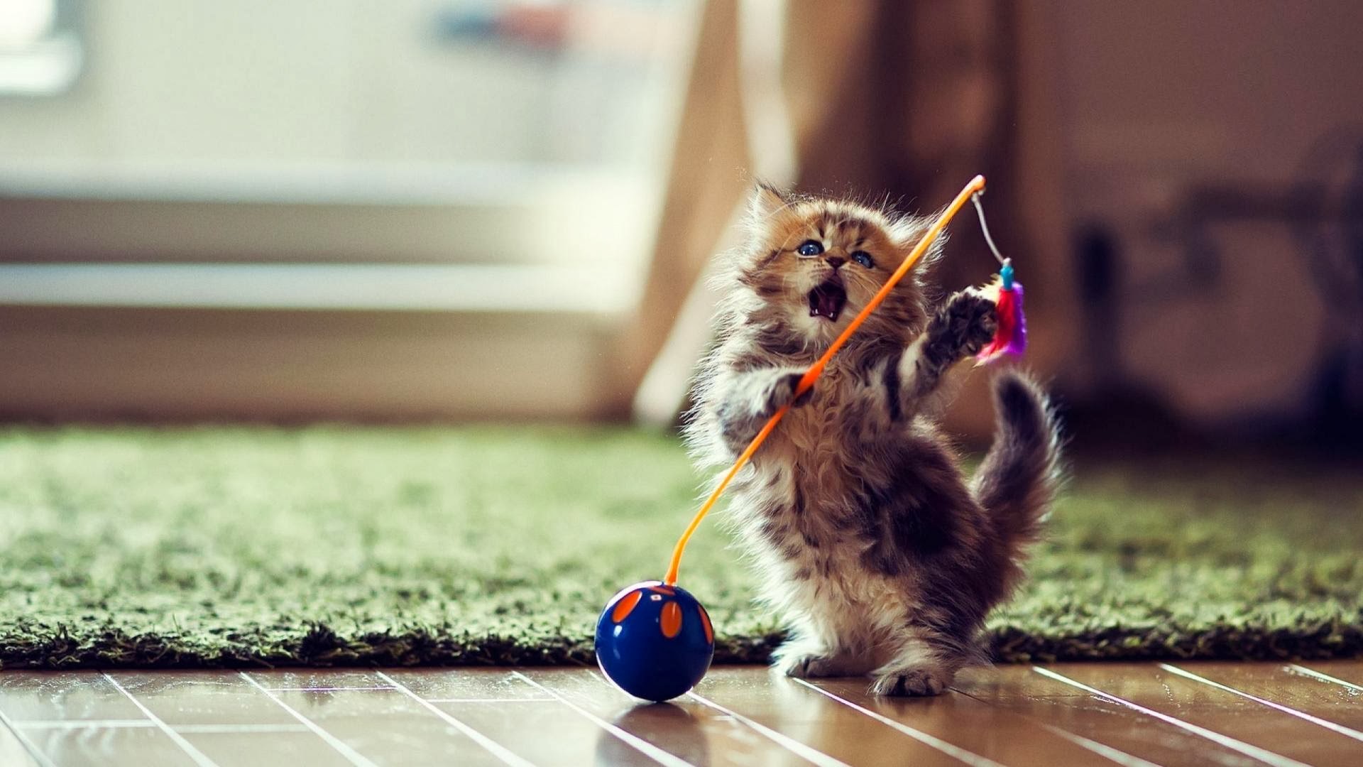 cute-cat-dance-wallpaper