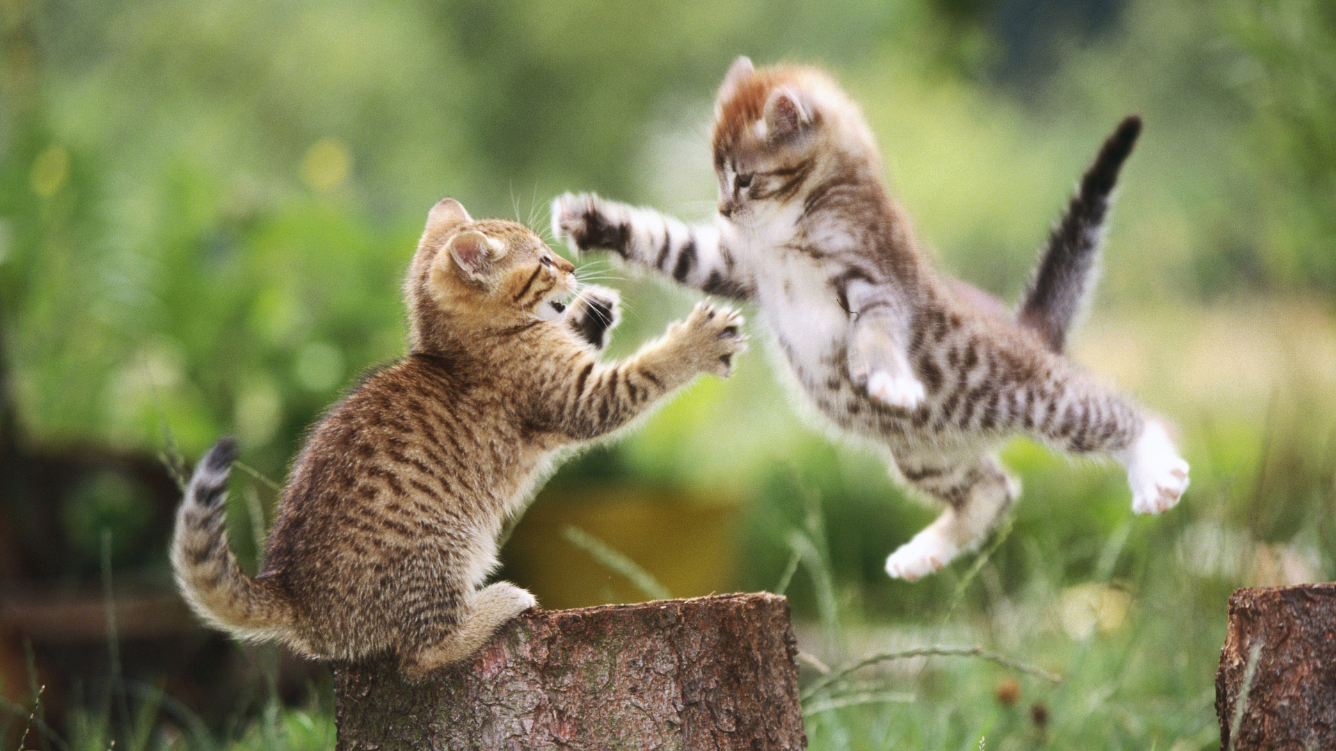 Cats Playing Image