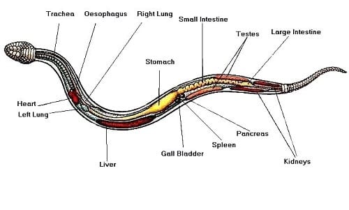 snake internal organs