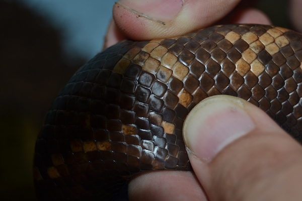 snake scales