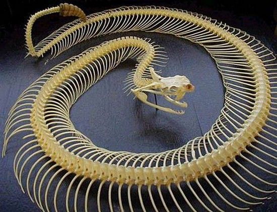 snake skeleton